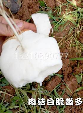 水果地瓜子牧种马蔬山沙葛薯种籽甘薯农凉家菜种孑籽春季四季FBS