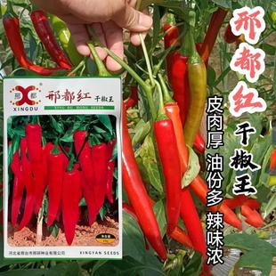 邢都红干椒王辣椒种子红辣椒干红椒油份多辣味浓蔬菜子种子羊角形