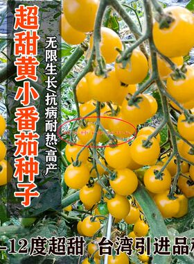 中农长丰金币小番茄种子籽中早熟无限生长型高产耐热性强甜脆多汁