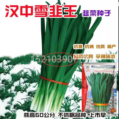 汉中雪韭王韭菜种子根白宽叶铁青绿粗厚不盆休眠耐寒蔬四季AAI栽
