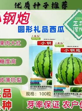 小钢炮圆形礼品西瓜种子早熟高糖薄皮大红瓤西瓜种子原装100粒