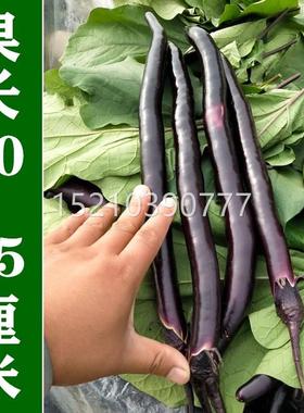 黑细长茄种秋子 黑色细长线GER茄孑金 高产杭茄抗病春季播蔬菜籽