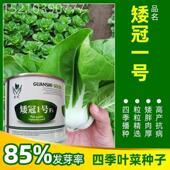 矮冠1号菜种子矮脚烂黄纤维量少JRV易口感佳菜型含优美市场好种青