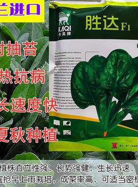 荷兰菠菜种子卡其胜达F1大叶菠菜种籽抗病耐热耐寒越冬四季播LT
