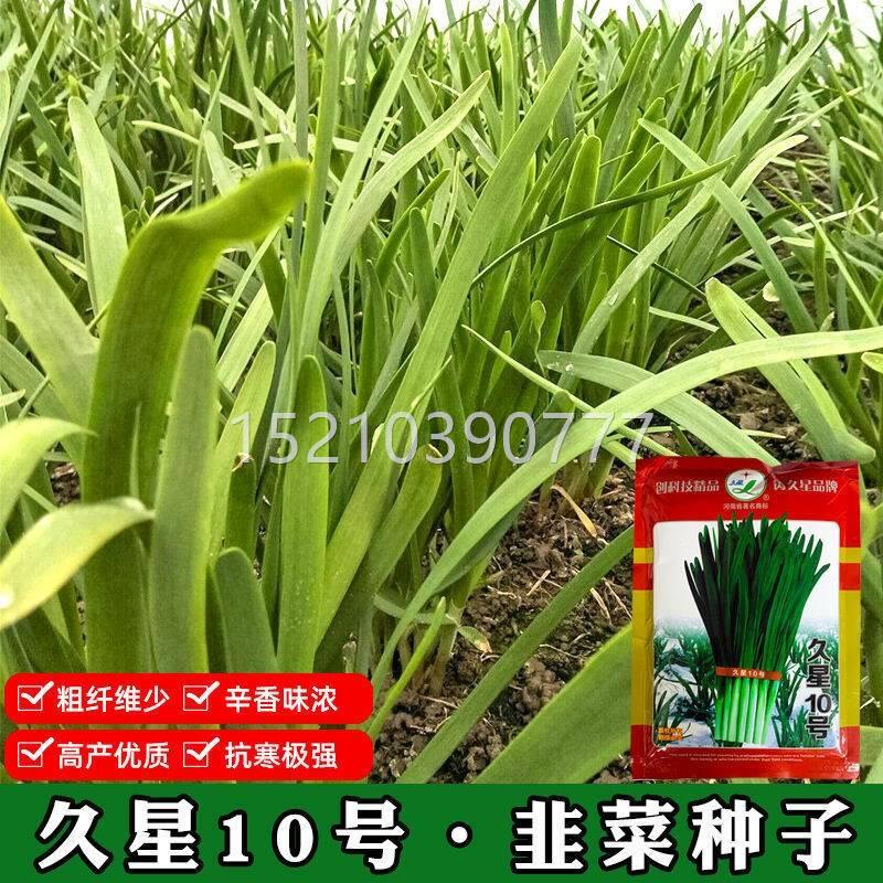 菜种子久星10号韭易菜高种子抗ATO寒抗病抗倒伏韭产量不干尖韭菜