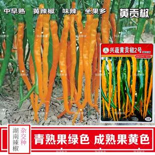 兴蔬黄贡椒2号黄线椒种子杂交中早熟黄辣椒味辣宜鲜食加工挂果多