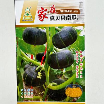 正宗真贝贝南瓜种子贝贝板栗南瓜味迷你小南瓜软糯香甜南瓜种籽