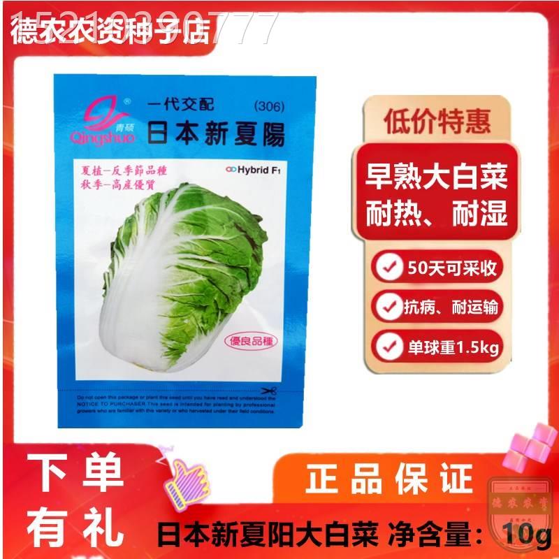 青硕 日本新夏阳大白菜种子 耐高温耐湿早熟大白菜种籽50天可采收