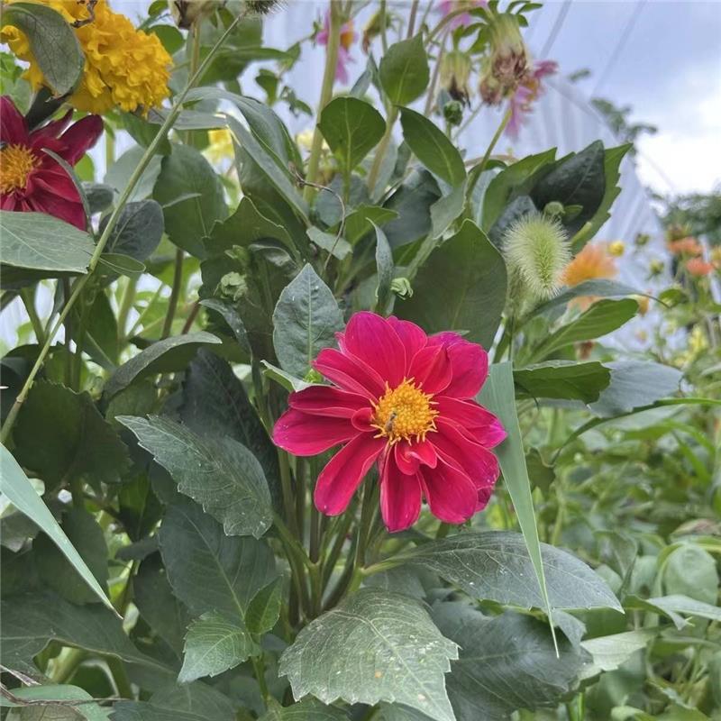 大菊丽花盆栽卉小丽花苗带花发货阳ALT台庭院种花植物大花多年生