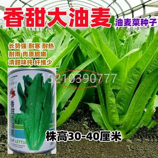 甜大颗油麦菜种子农家四季耐菜寒香大脆油麦春季PUD阳台盆栽蔬菜