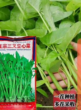 三叉空心菜种子根系发达原装正品三叉青大叶空心菜籽春夏秋易种