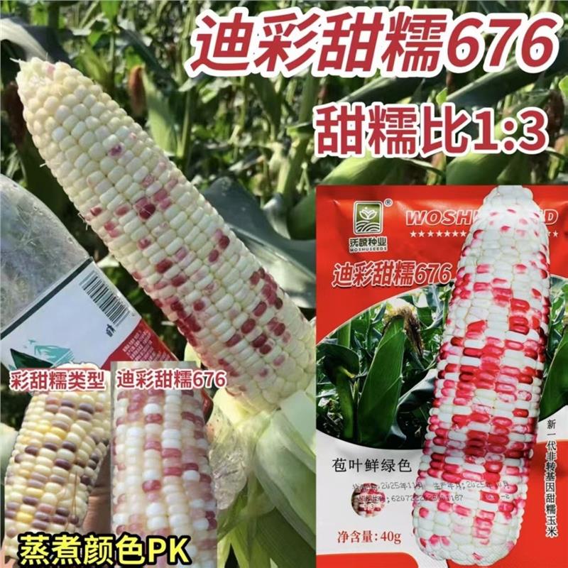 迪彩甜糯676玉米种子彩甜糯玉米种子南方早熟高产大棒甜粘玉米籽