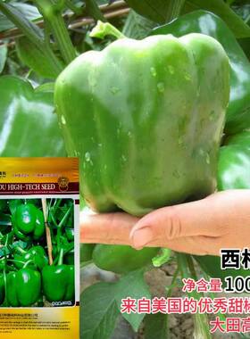 西格玛青椒种子辣椒苗甜椒种籽灯笼方椒红菜菜椒蔬菜孑高产籽种子