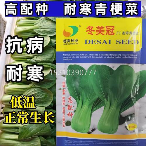 冬美庭冠青菜种子青梗小青菜油菜种子寒大青菜菜院大田蔬菜种HXQ