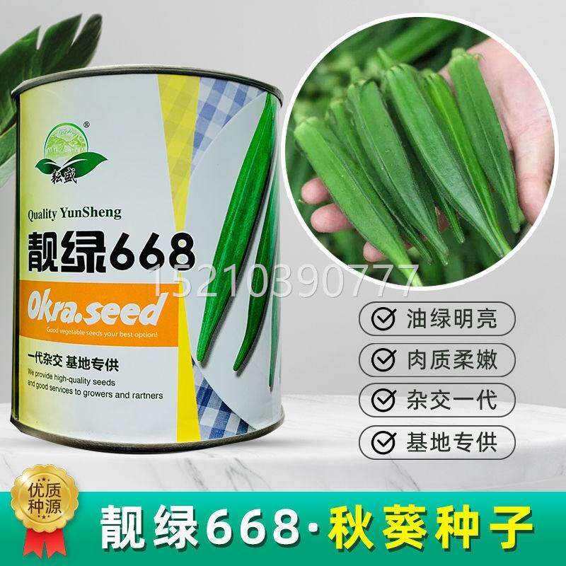 靓老绿668水果葵秋葵种子耐交化黄秋种子杂品种不易老蔬菜MVO种子