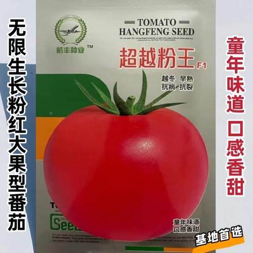 航丰超粉王感F1番茄种子熟早JGS大果口香甜粉红西红柿种籽春秋越