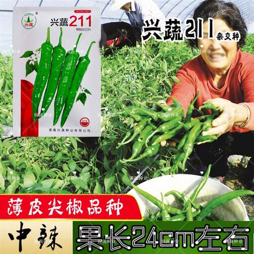兴蔬211杂交辣椒种子早熟高品质果实顺直尖椒籽皮薄香脆肉质软糯