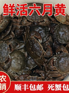 兴化鲜活六月黄大闸蟹超高品质蟹农现捕河蟹产地直发新鲜活蟹顺丰