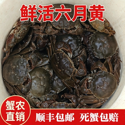 兴化鲜活六月黄大闸蟹超高品质蟹农现捕河蟹产地直发新鲜活蟹顺丰