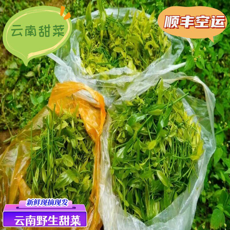 【顺丰空运】云南野生甜菜新鲜雷公菜长蕊甜菜深山采摘新鲜直到家