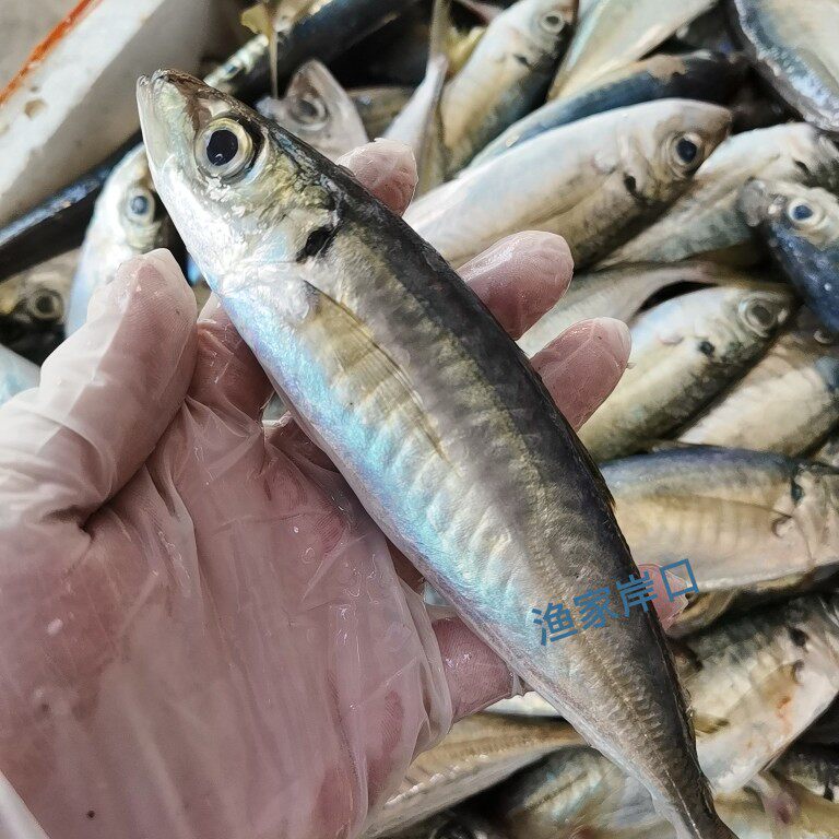 海捕巴浪鱼新鲜海产潮汕巴郎鱼竹荚鱼深海鱼刺巴鱼池鱼500克