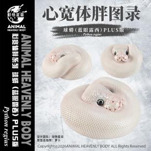 动物星云 心宽体胖系列 球蟒(蓝眼露西)plus 手办 模型