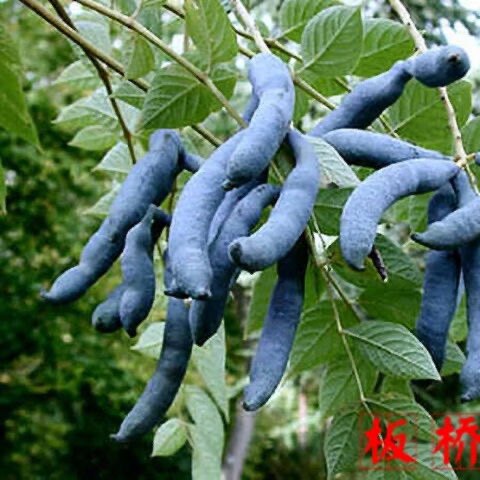 稀有果树苗猫屎瓜苗庭院阳台盆栽猫屎瓜树苗鬼指头猫屎筒鸡肠子