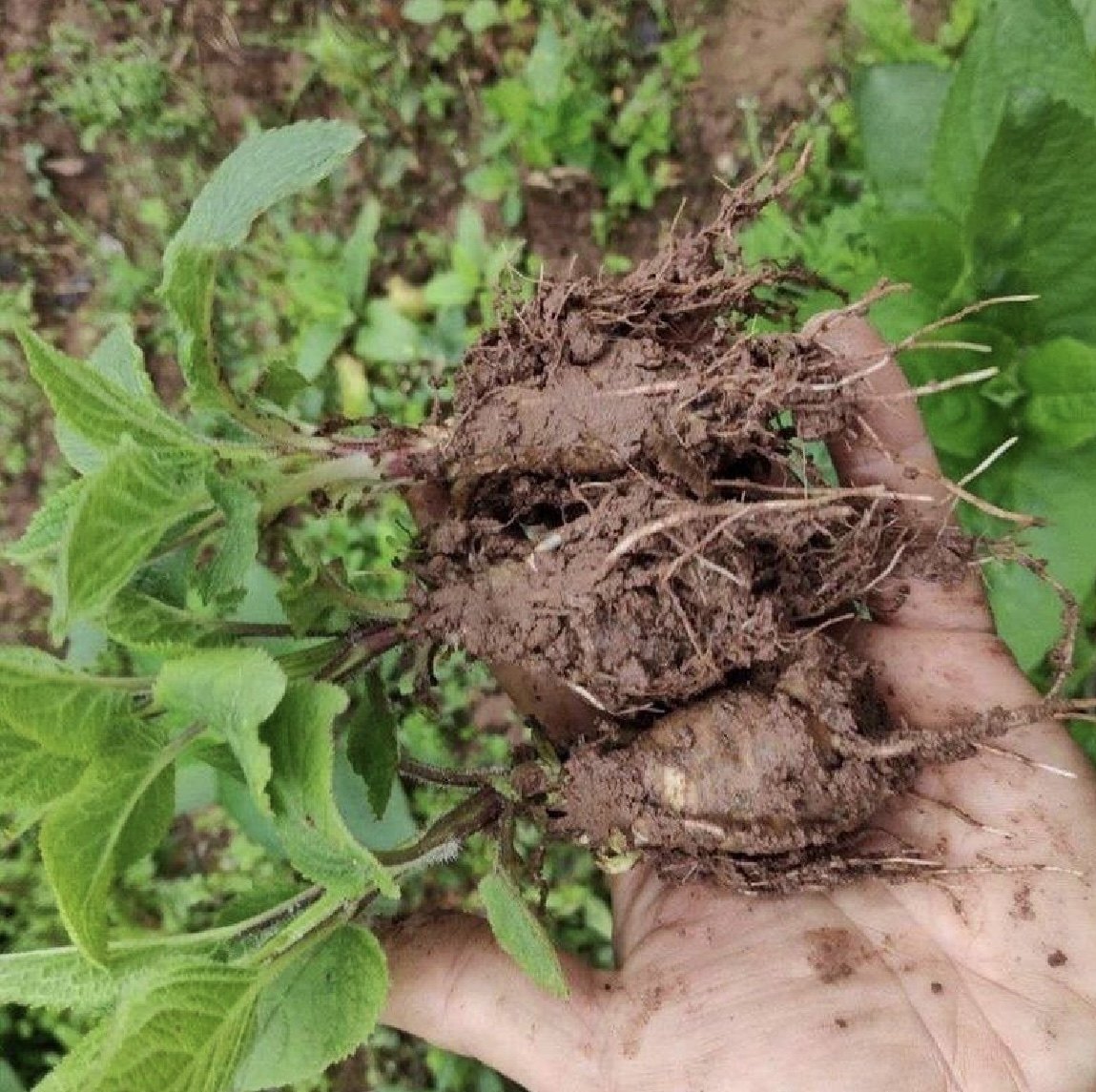鲜玄参苗苦参种子种苗苦玄参种 玄参种植可以食用块茎现挖发货