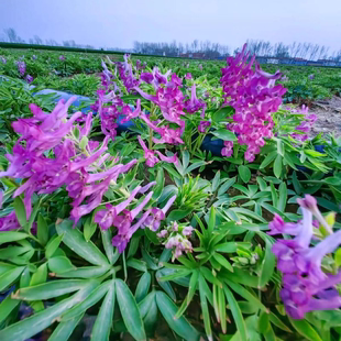 正宗元胡种球延胡索种苗元胡种子玄胡醋 紫堇花草中草药材苗