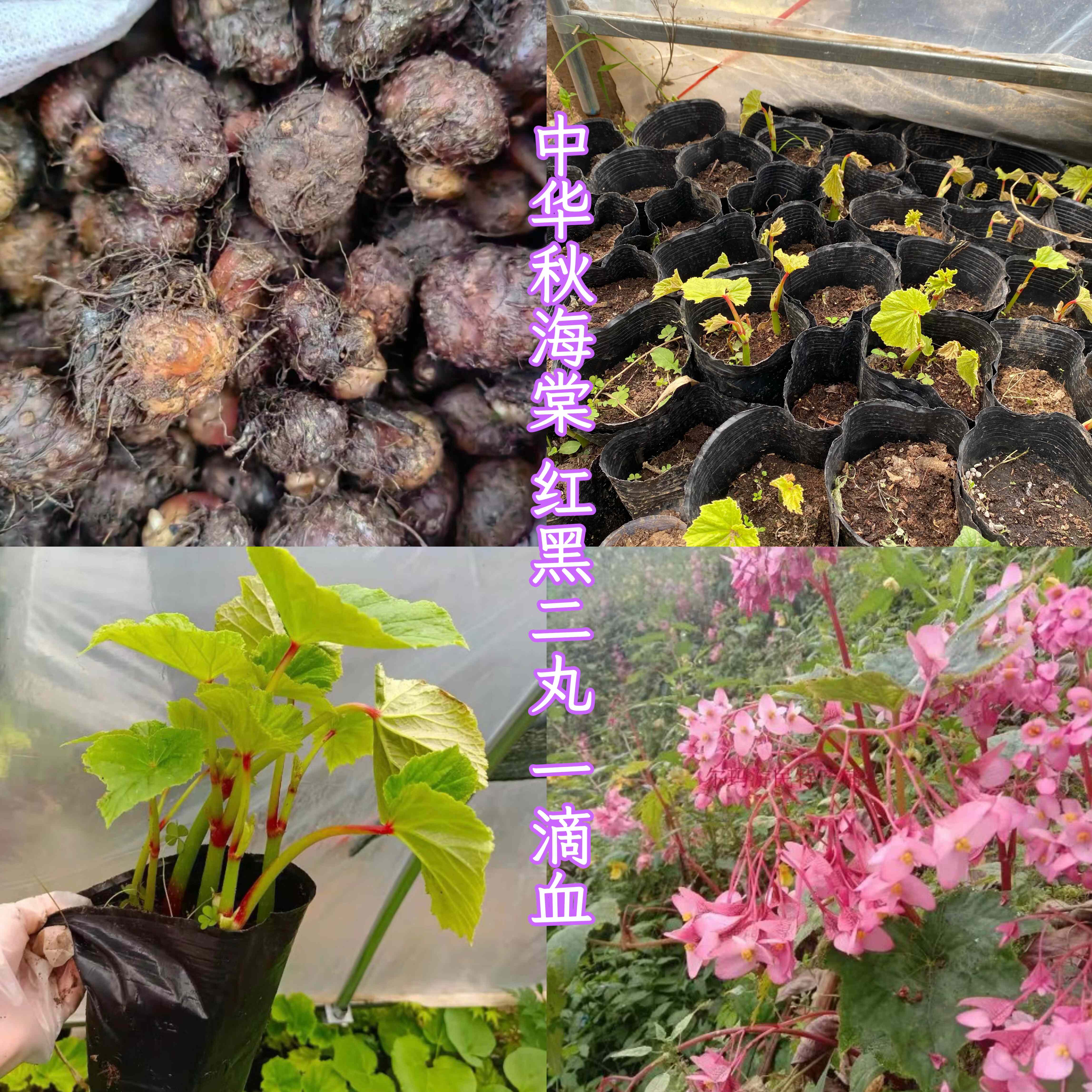 正品一口血种苗 一滴血种球 秋海棠一点血中草药材苗红黑二丸包邮