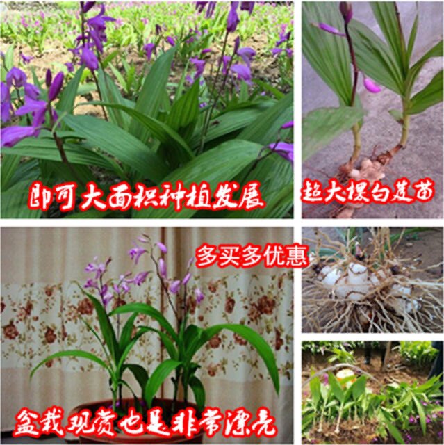 白芨种苗 紫花三叉大白芨苗 新鲜白及种植苗 中药材白及带芽块茎