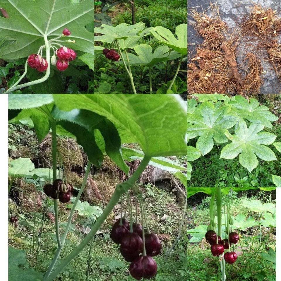 八角莲苗 江边一碗水 中药材种苗 阳台室内花卉盆景 量大优惠,农用物资,药材种子/种苗,淘宝优惠券,粉丝福利购,淘宝优惠卷