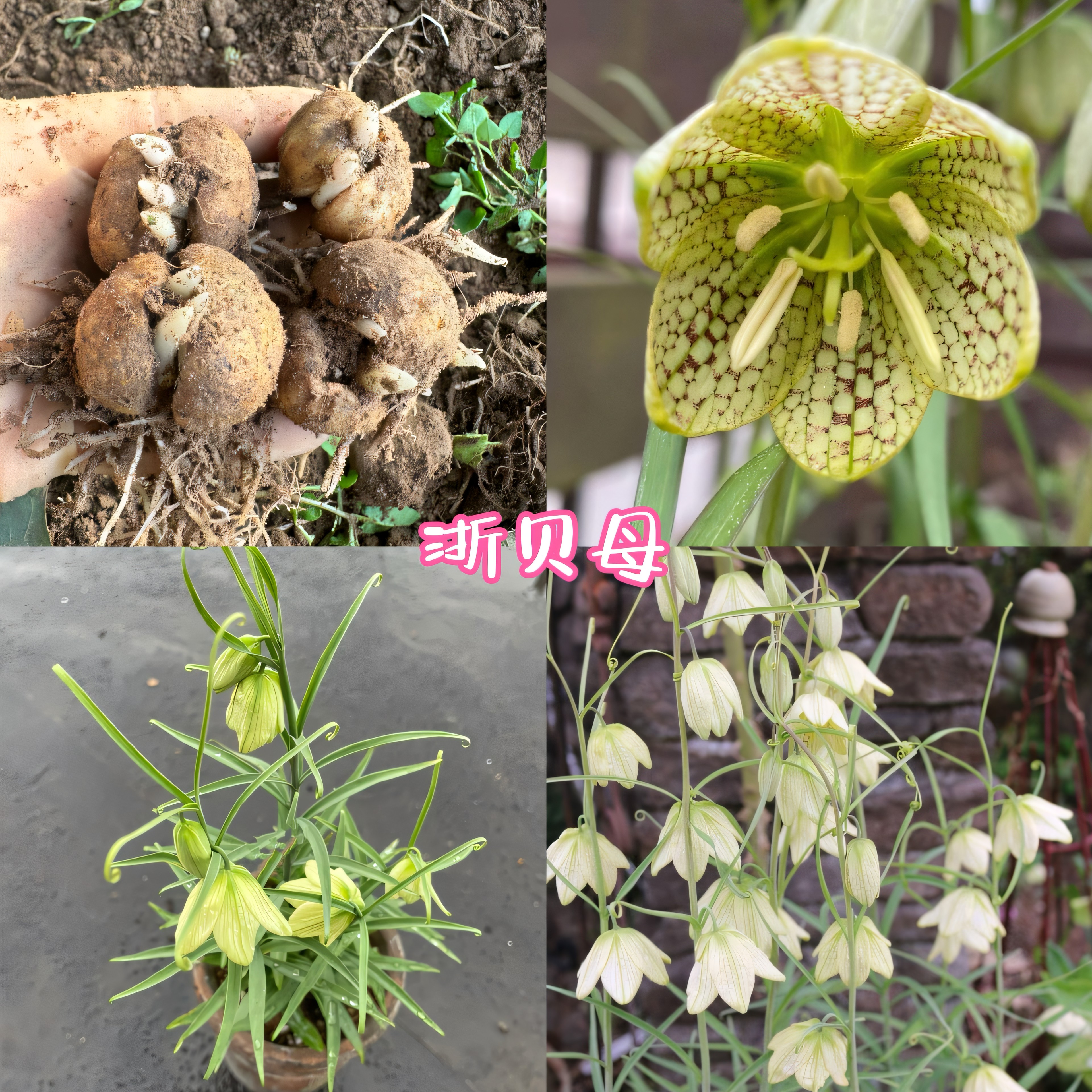 黄花浙贝母种苗贝母苗种球早春开花耐寒 易复花性强庭院阳台皮实