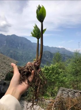 重楼苗七叶一枝花中药苗华重楼 滇重楼种苗独角莲 正宗名贵植物