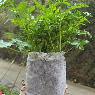 阳台盆栽川芎苗川芎香苗川芎根块种苗地栽 室内外庭院种植易成活