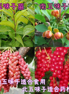 五味子种苗南北五味子苗五味子树苗包成活 藤本植物 稀有果苗