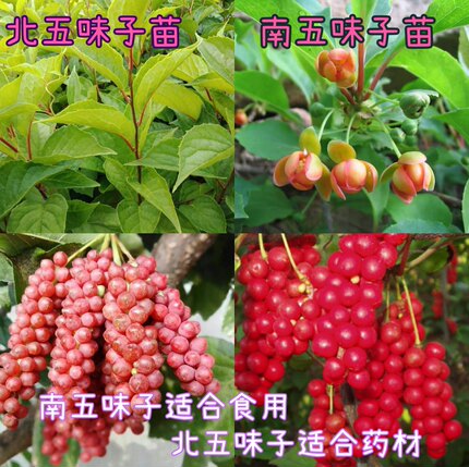五味子种苗南北五味子苗五味子树苗包成活 藤本植物 稀有果苗