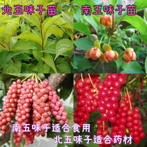 五味子种苗南北五味子苗五味子树苗包成活 藤本植物 稀有果苗