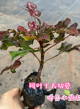 阔叶十大功劳树苗土黄连刺黄连四季绿植盆景阳台庭院景观树带土发