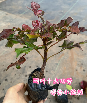 阔叶十大功劳树苗土黄连刺黄连四季绿植盆景阳台庭院景观树带土发