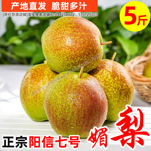 媚梨七号富硒阳信媚梨7号皮薄清脆鲜美新头茬阳信梨汁多新鲜梨子