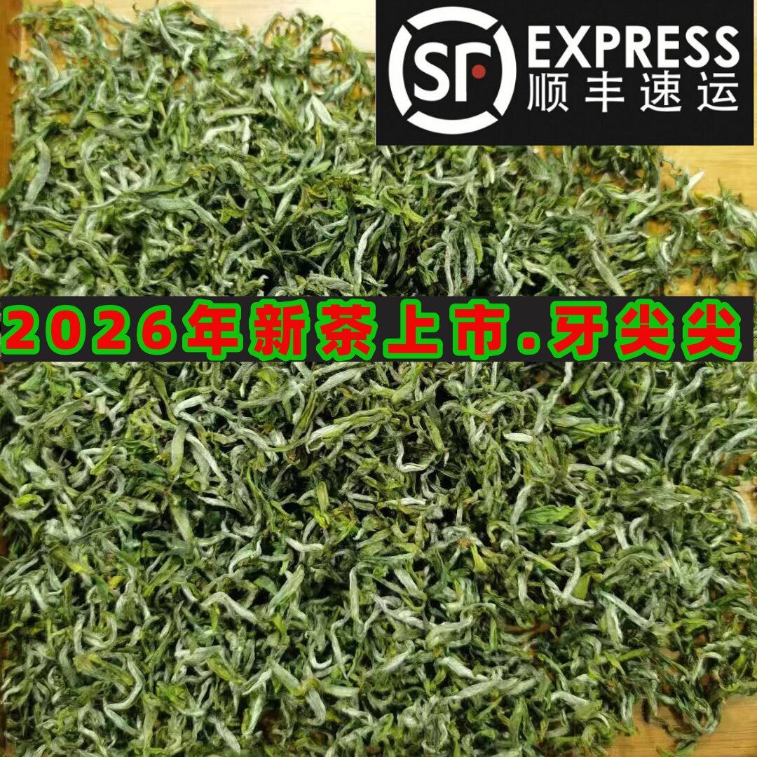露天头采高品质全芽日照绿茶2026新茶特级茶叶绿茶礼盒装送礼长辈