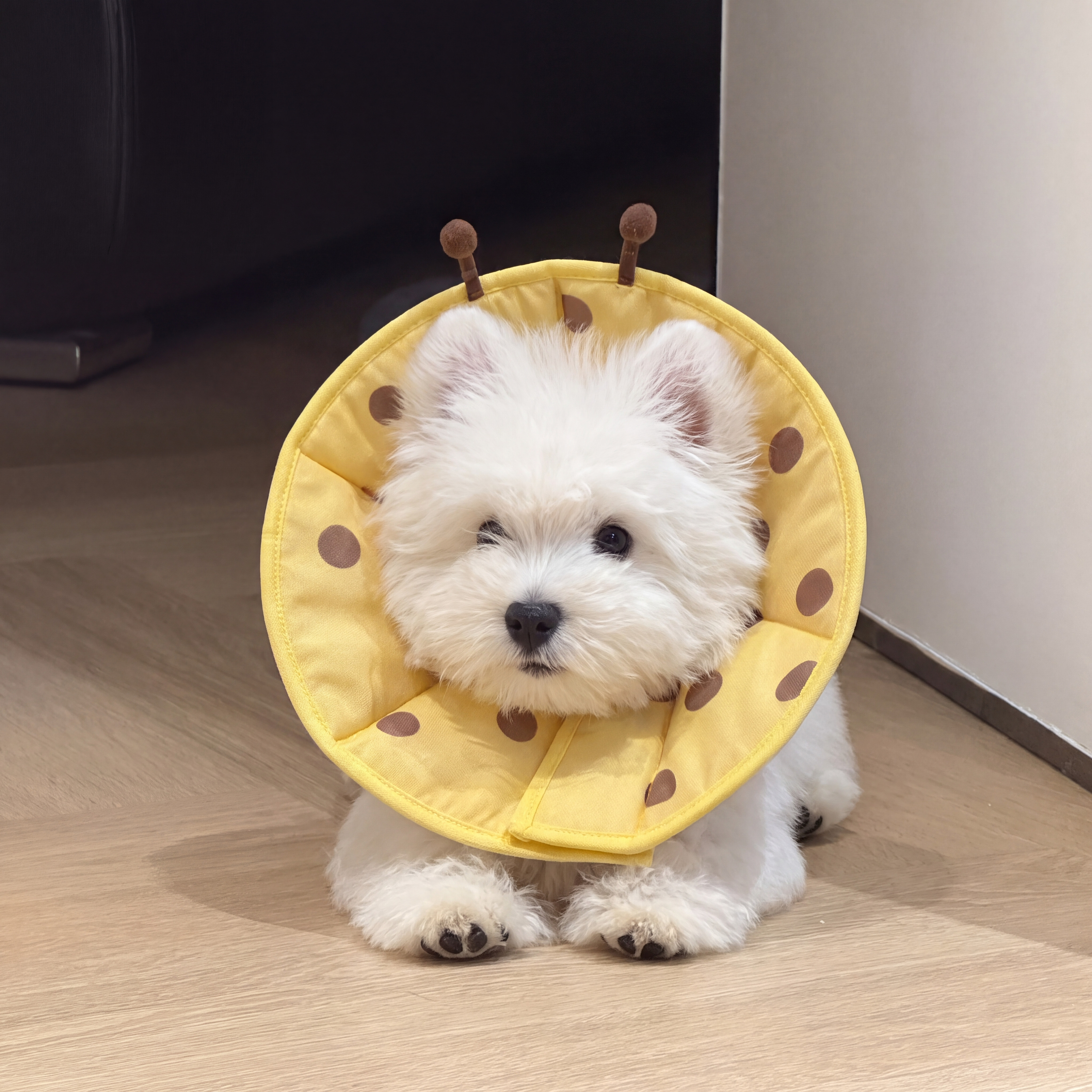 伊丽莎白圈狗头套小型犬软圈防舔神器猫圈防咬不影响吃饭绝育项圈