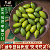 新鲜采摘青橄榄果新鲜檀香橄榄500g福建福州闽清特产水果
