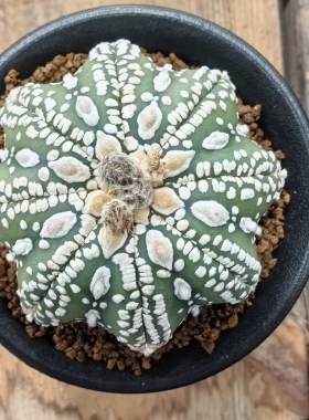 海星兜实生块根植物仙人球一物一拍精品拍摄于260203