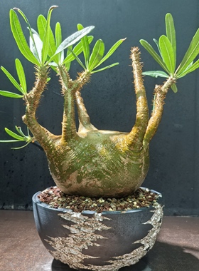 象芽宫大平台15厘米养定块根植物一物一拍精品拍摄于251115