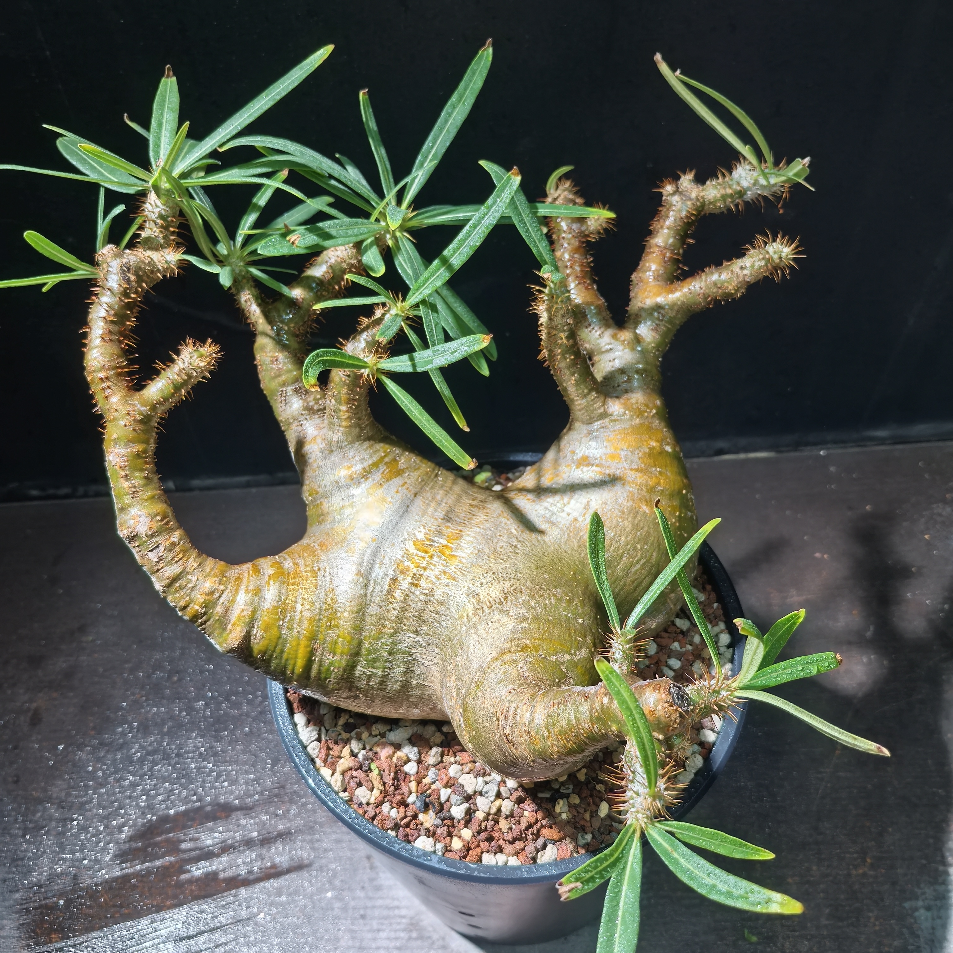 多头象芽宫大平台20厘米养定块根植物一物一拍精品拍摄于251115