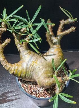 多头象芽宫大平台20厘米养定块根植物一物一拍精品拍摄于251115