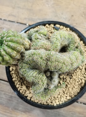 眩美玉缀化精品实生块根植物仙人球一物一拍精品拍摄于251211