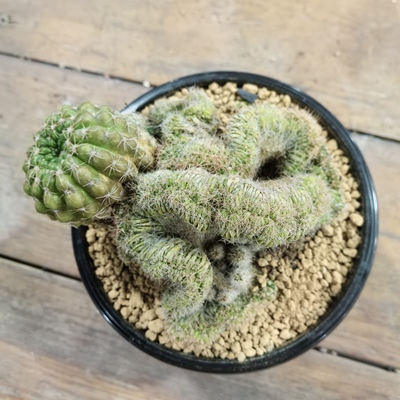 眩美玉缀化精品实生块根植物仙人球一物一拍精品拍摄于251211